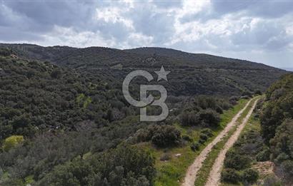 ÇANAKKALE EZİNE ALEMŞAH KÖYÜ’NDE 11 DÖNÜM SATILIK ZEYTİNLİK