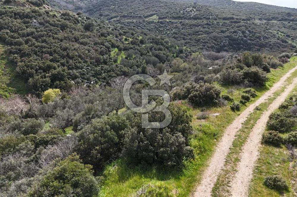 ÇANAKKALE EZİNE ALEMŞAH KÖYÜ’NDE 11 DÖNÜM SATILIK ZEYTİNLİK