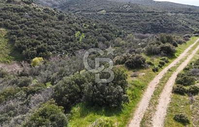 ÇANAKKALE EZİNE ALEMŞAH KÖYÜ’NDE 11 DÖNÜM SATILIK ZEYTİNLİK