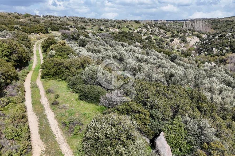 ÇANAKKALE EZİNE ALEMŞAH KÖYÜ’NDE 11 DÖNÜM SATILIK ZEYTİNLİK