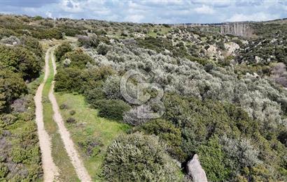 ÇANAKKALE EZİNE ALEMŞAH KÖYÜ’NDE 11 DÖNÜM SATILIK ZEYTİNLİK