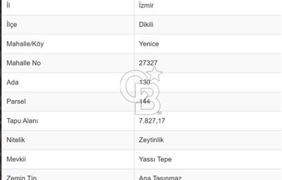 Dikili Yenice'de 7.827 m² Zeytinlik Satılık Yatırım Fırsatı