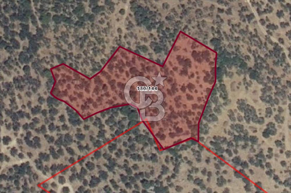 Dikili Yenice'de 7.827 m² Zeytinlik Satılık Yatırım Fırsatı