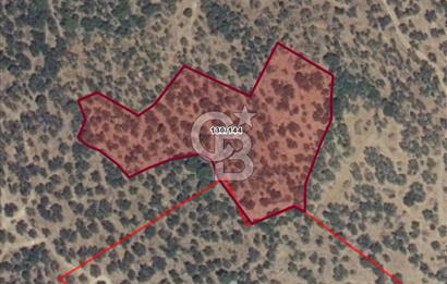 Dikili Yenice'de 7.827 m² Zeytinlik Satılık Yatırım Fırsatı