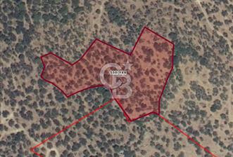 Dikili Yenice'de 7.827 m² Zeytinlik Satılık Yatırım Fırsatı - 1 - 343210