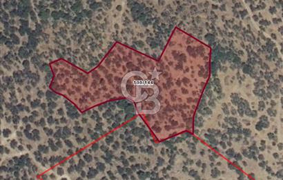 Dikili Yenice'de 7.827 m² Zeytinlik Satılık Yatırım Fırsatı