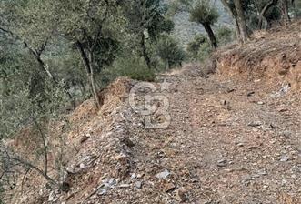 Bayındır Söğütören Yolu Olan Müstakil Tapu Satılık Zeytinlik - 4 - 335126