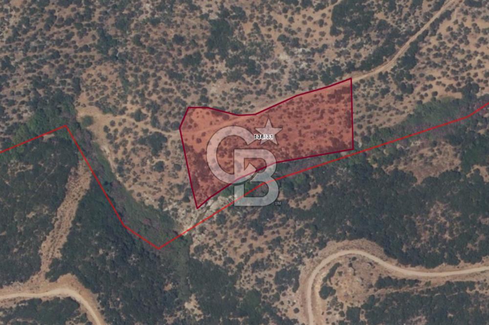 ÇANAKKALE EZİNE ALEMŞAH KÖYÜ’NDE 11 DÖNÜM SATILIK ZEYTİNLİK