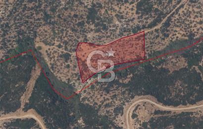 ÇANAKKALE EZİNE ALEMŞAH KÖYÜ’NDE 11 DÖNÜM SATILIK ZEYTİNLİK