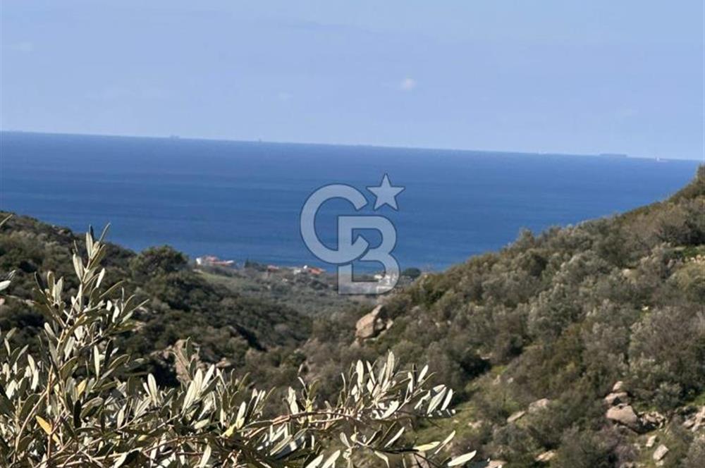 ÇANAKKALE EZİNE ALEMŞAH KÖYÜ’NDE 11 DÖNÜM SATILIK ZEYTİNLİK