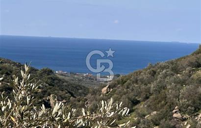 ÇANAKKALE EZİNE ALEMŞAH KÖYÜ’NDE 11 DÖNÜM SATILIK ZEYTİNLİK