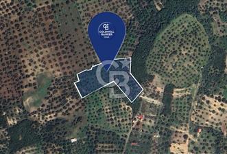 FOÇA YOLUNA 200 M MESAFEDE SATILIK ZEYTİNLİ TARLA - 2 - 343182