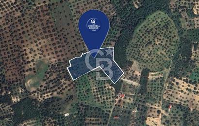 FOÇA YOLUNA 200 M MESAFEDE SATILIK ZEYTİNLİ TARLA