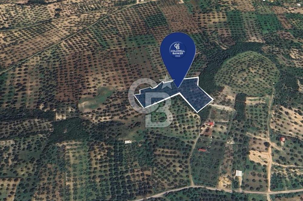 FOÇA YOLUNA 200 M MESAFEDE SATILIK ZEYTİNLİ TARLA