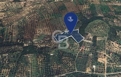 FOÇA YOLUNA 200 M MESAFEDE SATILIK ZEYTİNLİ TARLA