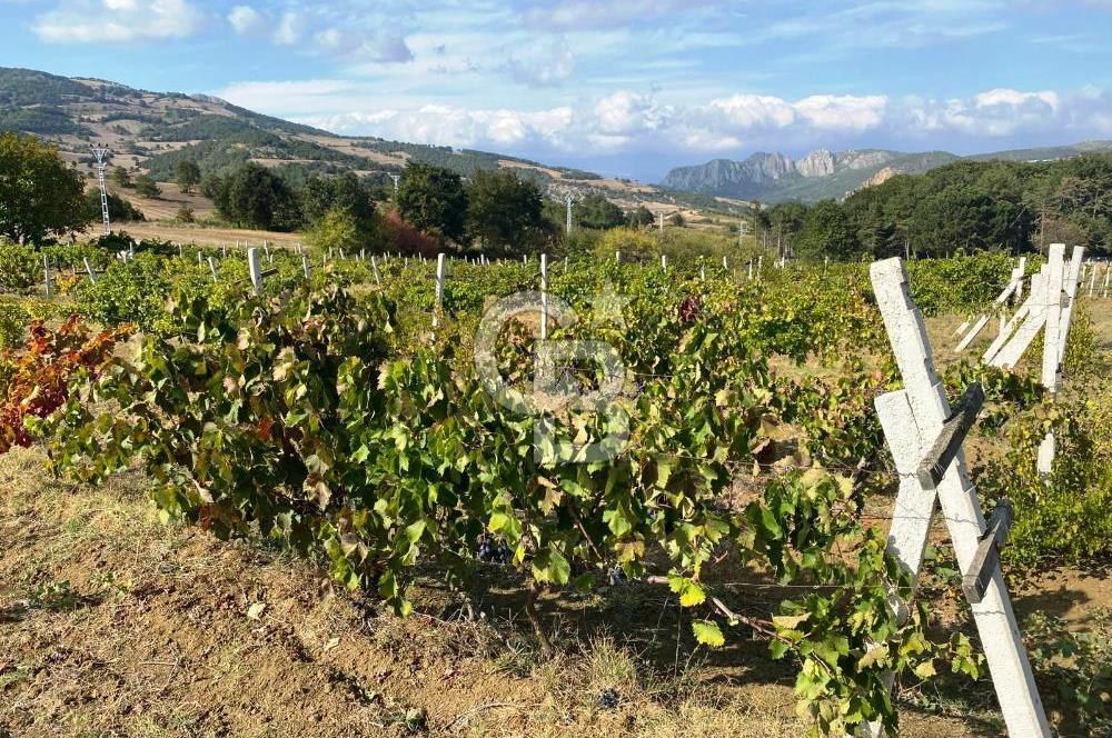 Geyve Akdoğan'da 2400 m² Üzüm Bağı