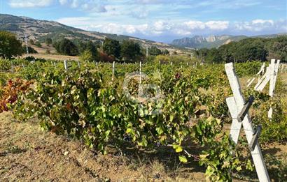 Geyve Akdoğan'da 2400 m² Üzüm Bağı