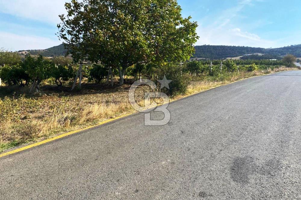 Geyve Akdoğan'da 2400 m² Üzüm Bağı