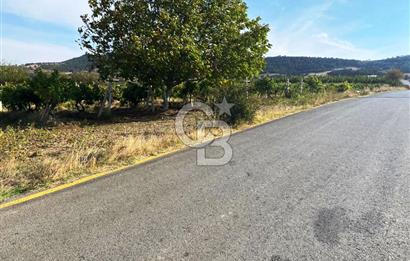 Geyve Akdoğan'da 2400 m² Üzüm Bağı