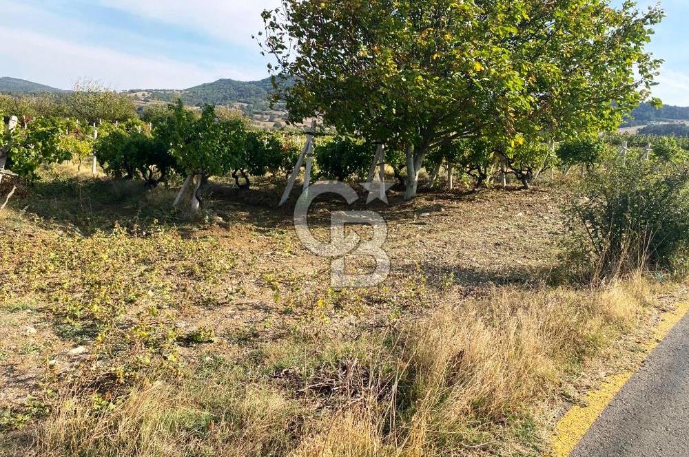 Geyve Akdoğan'da 2400 m² Üzüm Bağı