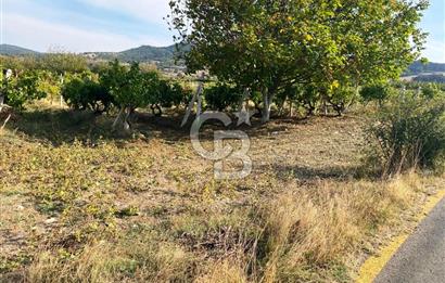 Geyve Akdoğan'da 2400 m² Üzüm Bağı