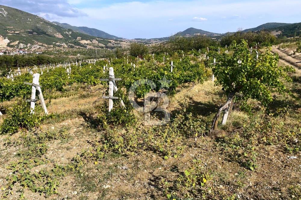 Geyve Akdoğan'da 2400 m² Üzüm Bağı