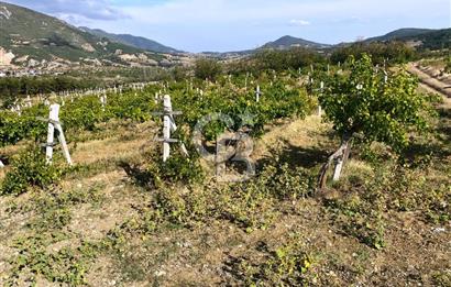 Geyve Akdoğan'da 2400 m² Üzüm Bağı