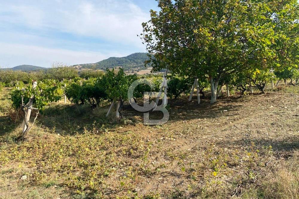 Geyve Akdoğan'da 2400 m² Üzüm Bağı