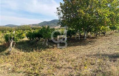 Geyve Akdoğan'da 2400 m² Üzüm Bağı