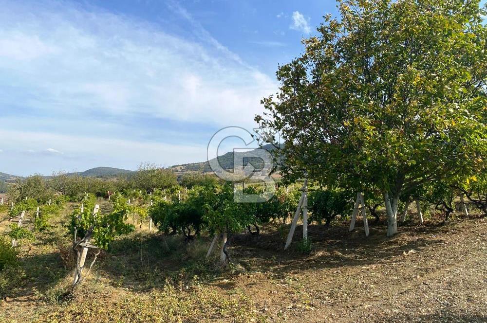 Geyve Akdoğan'da 2400 m² Üzüm Bağı