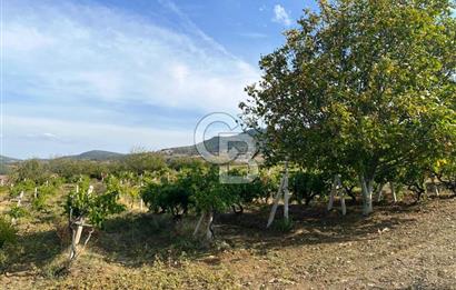 Geyve Akdoğan'da 2400 m² Üzüm Bağı