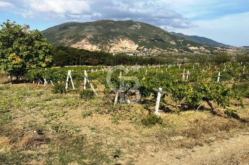 Geyve Akdoğan'da 2400 m² Üzüm Bağı