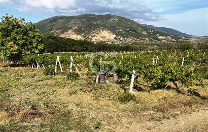 Geyve Akdoğan'da 2400 m² Üzüm Bağı