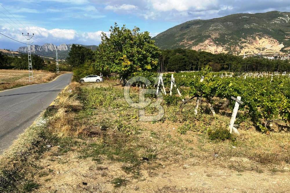 Geyve Akdoğan'da 2400 m² Üzüm Bağı