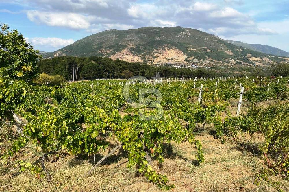 Geyve Akdoğan'da 2400 m² Üzüm Bağı