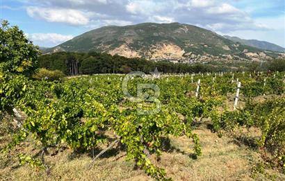 Geyve Akdoğan'da 2400 m² Üzüm Bağı