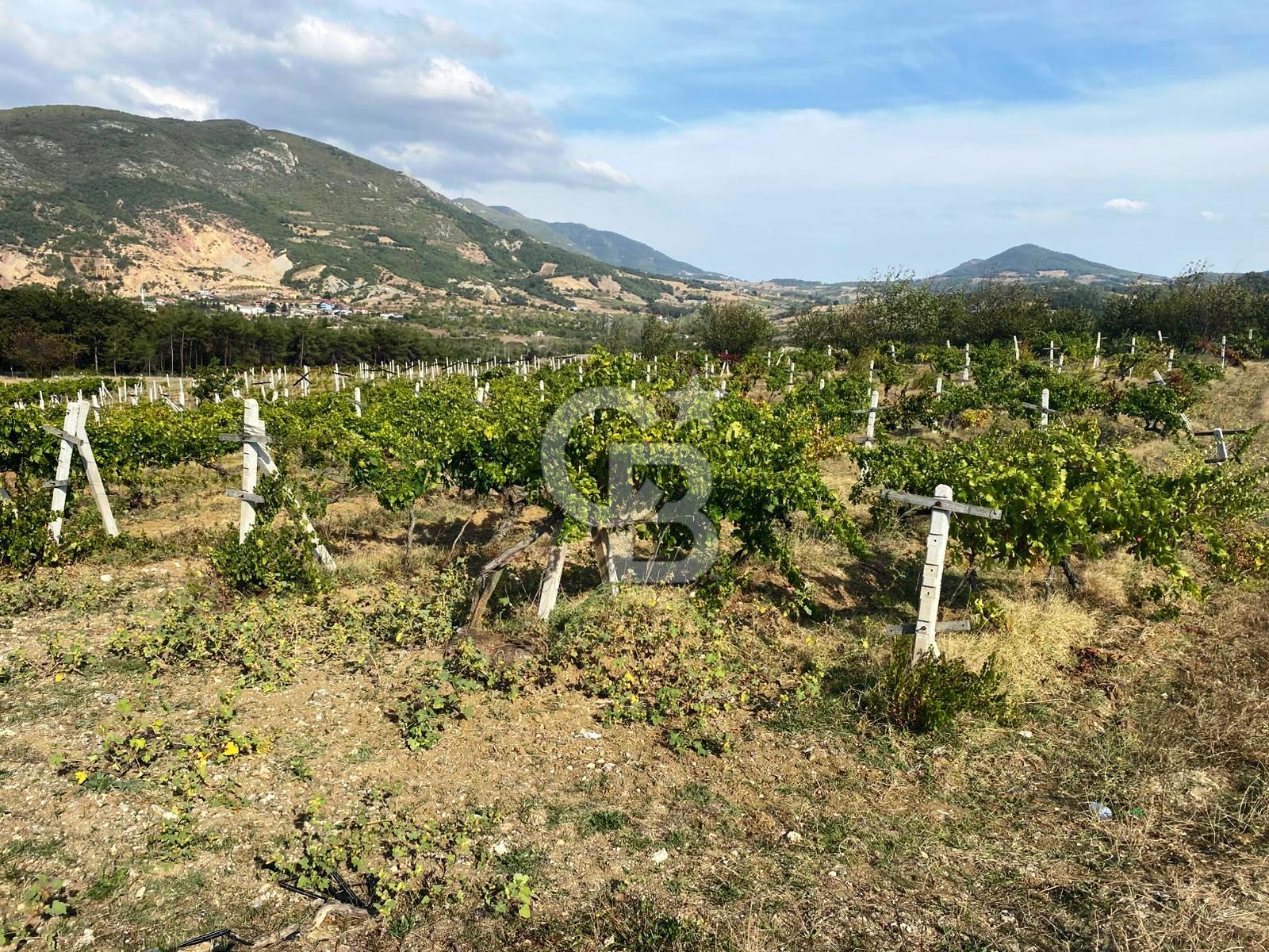 Geyve Akdoğan'da 2400 m² Üzüm Bağı