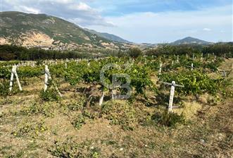 Geyve Akdoğan'da 2400 m² Üzüm Bağı - 4 - 343267