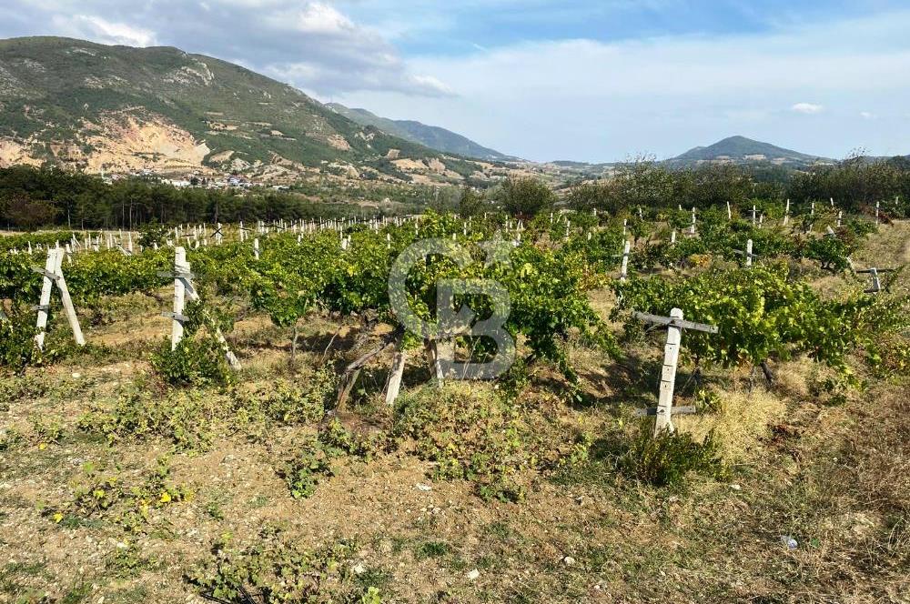 Geyve Akdoğan'da 2400 m² Üzüm Bağı