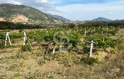 Geyve Akdoğan'da 2400 m² Üzüm Bağı