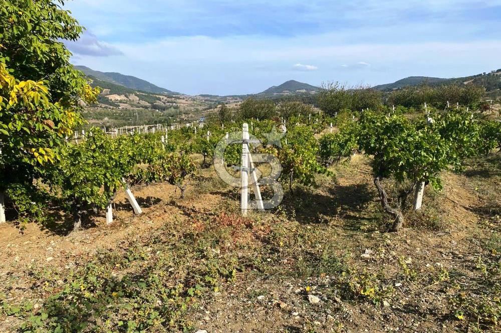 Geyve Akdoğan'da 2400 m² Üzüm Bağı