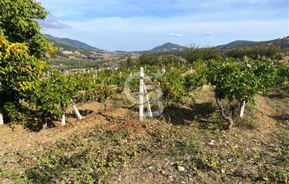 Geyve Akdoğan'da 2400 m² Üzüm Bağı