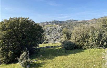 ÇANAKKALE AYVACIK PAŞAKÖY'DE 22 DÖNÜM SATILIK TARLA