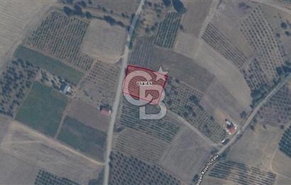 Geyve Akdoğan'da 2400 m² Üzüm Bağı