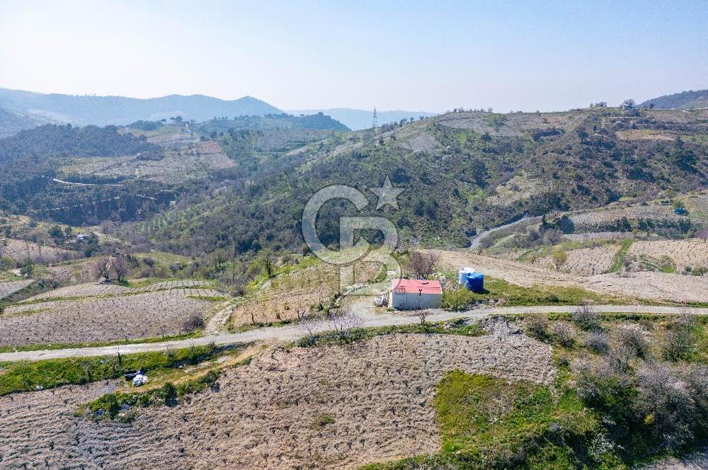 Güzelbahçe/ Kücükkaya ' da Hobi bahçesi/ Zeytinlik