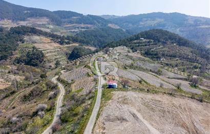 Güzelbahçe/ Kücükkaya ' da Hobi bahçesi/ Zeytinlik
