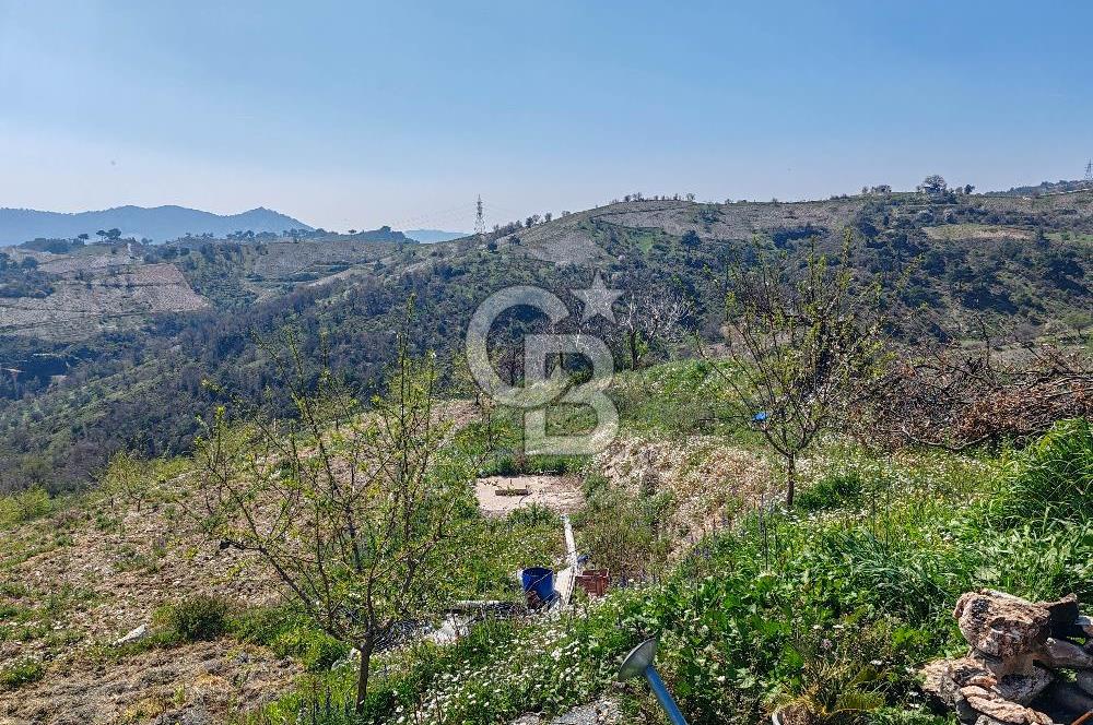 Güzelbahçe/ Kücükkaya ' da Hobi bahçesi/ Zeytinlik