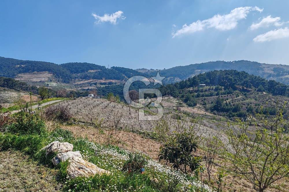 Güzelbahçe/ Kücükkaya ' da Hobi bahçesi/ Zeytinlik