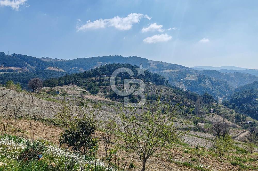 Güzelbahçe/ Kücükkaya ' da Hobi bahçesi/ Zeytinlik