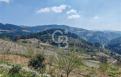 Güzelbahçe/ Kücükkaya ' da Hobi bahçesi/ Zeytinlik